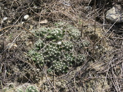 Escobaria missouriensis