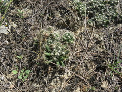 Escobaria missouriensis