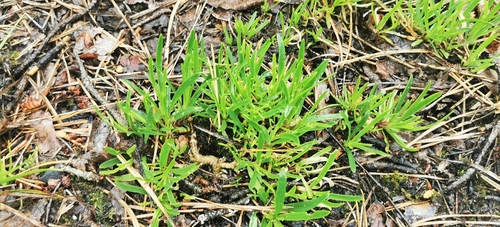 Gypsophila fastigiata (Gypsophila fastigiata)