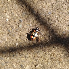 Eriopis chilensis