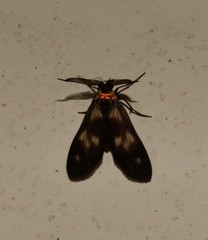 Pollanisus trimacula