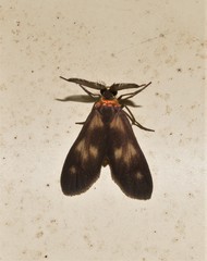 Pollanisus trimacula
