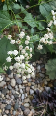 Ageratina altissima