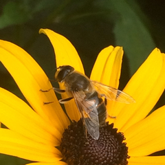 Eristalis tenax