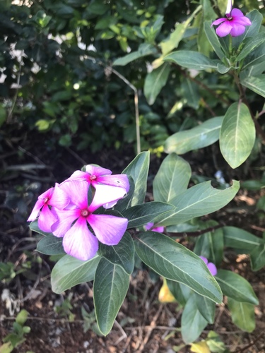 Catharanthus image