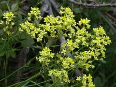 Biscutella laevigata