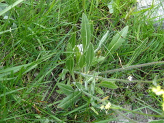 Biscutella laevigata