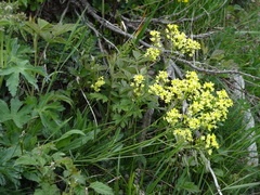 Biscutella laevigata
