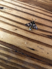 Ceryx anthraciformis