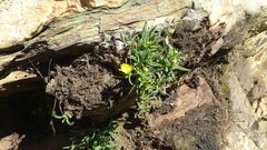 Delosperma leendertziae