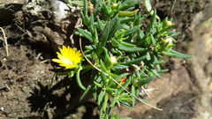 Delosperma leendertziae