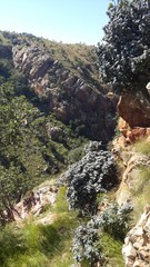 Englerophytum magalismontanum