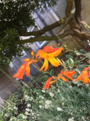 Crocosmia × crocosmiiflora