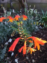 Crocosmia × crocosmiiflora