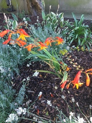 Crocosmia × crocosmiiflora