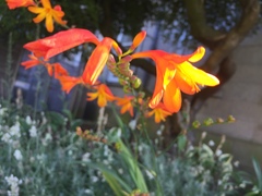 Crocosmia × crocosmiiflora