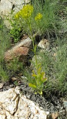 Kalanchoe paniculata