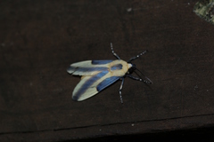 Sutonocrea reducta