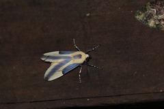 Sutonocrea reducta