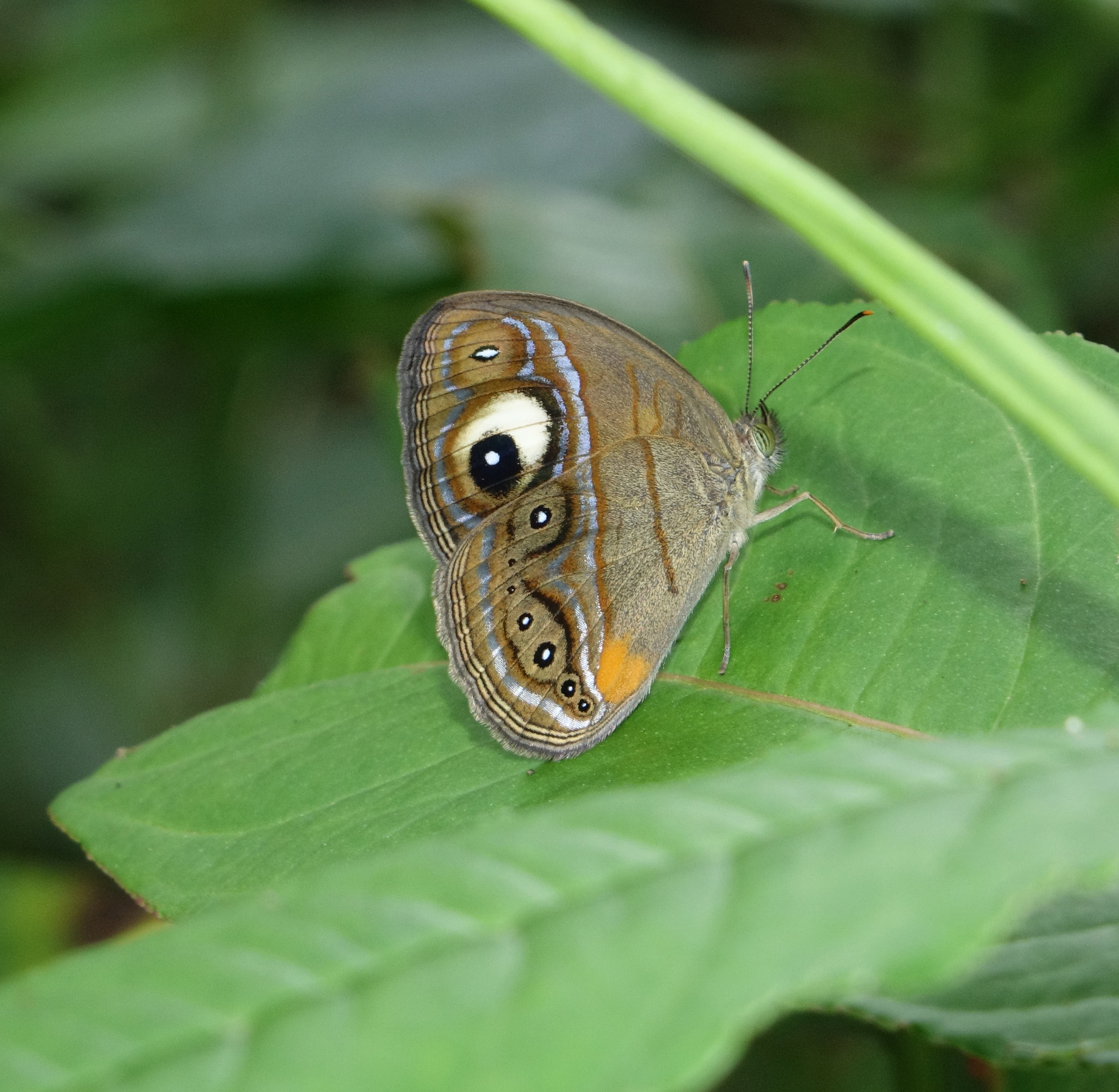 Malabar Glad-Eye Bushbrown