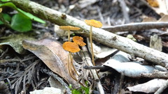 Mycena oregonensis