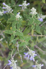 Salvia fruticulosa