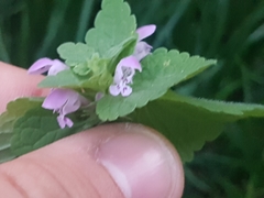 Lamium purpureum