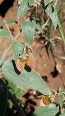 Sphedamnocarpus pruriens