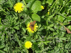 Euphydryas intermedia