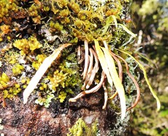 Notogrammitis angustifolia nothofageti