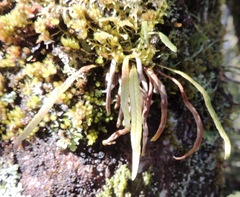 Notogrammitis angustifolia nothofageti