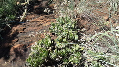 Crassula swaziensis
