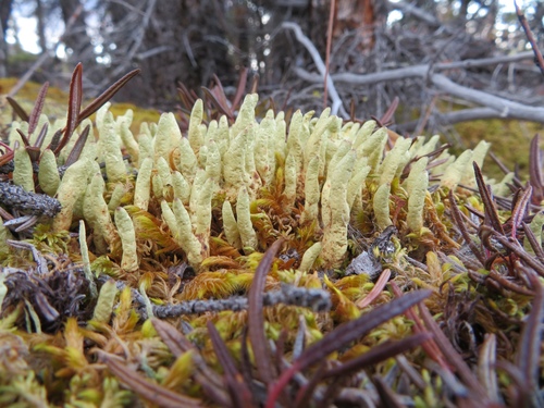 Arctic Butterfingers Lichen