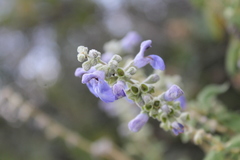 Salvia fruticulosa