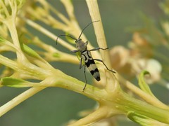 Chlorophorus signaticollis