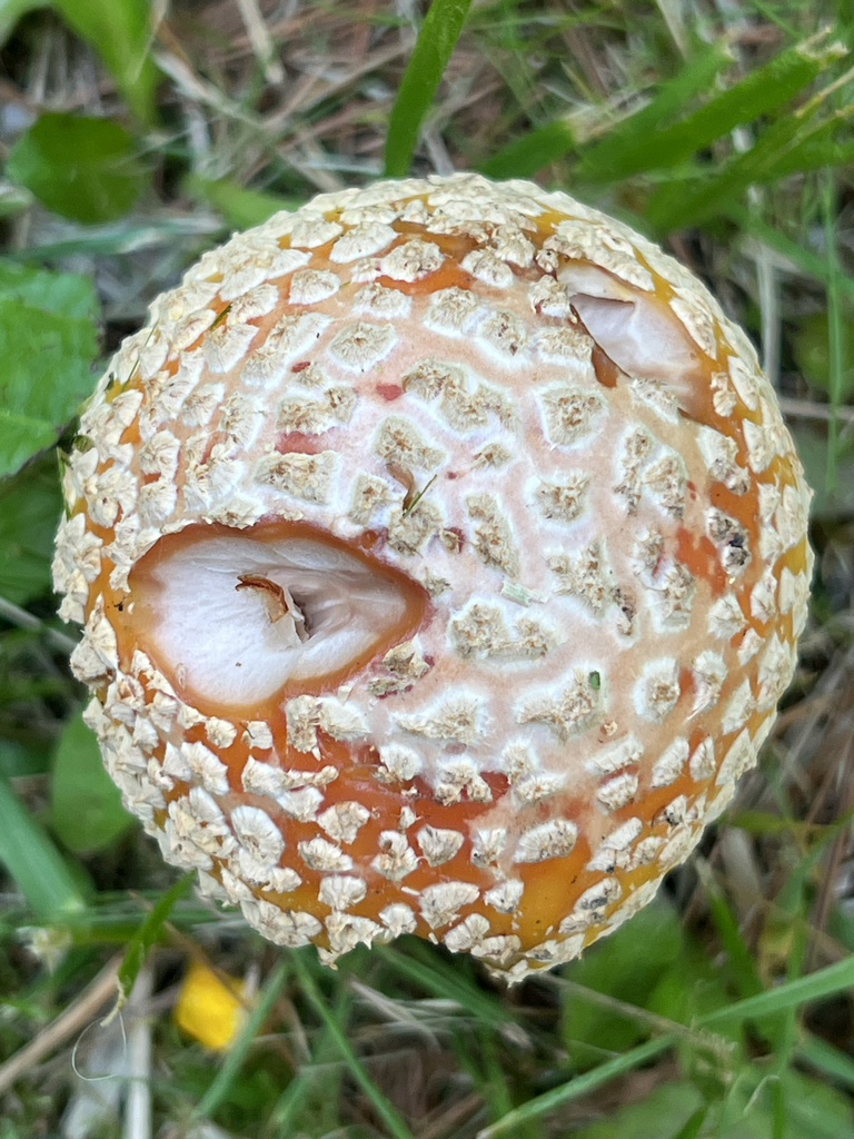 American Yellow Fly Agaric
