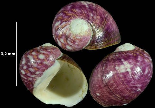 Theodoxus meridionalis