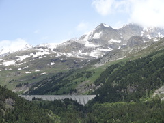 Euphydryas intermedia