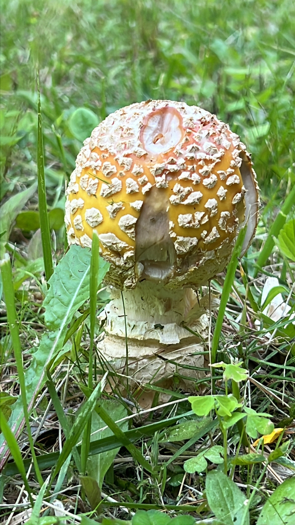 American Yellow Fly Agaric