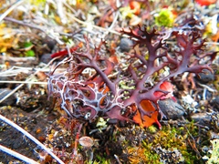 Masonhalea richardsonii