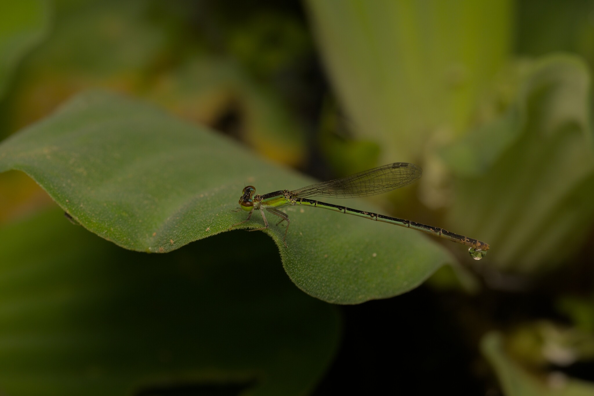 Pygmy Dartlet
