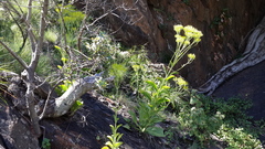 Kalanchoe paniculata