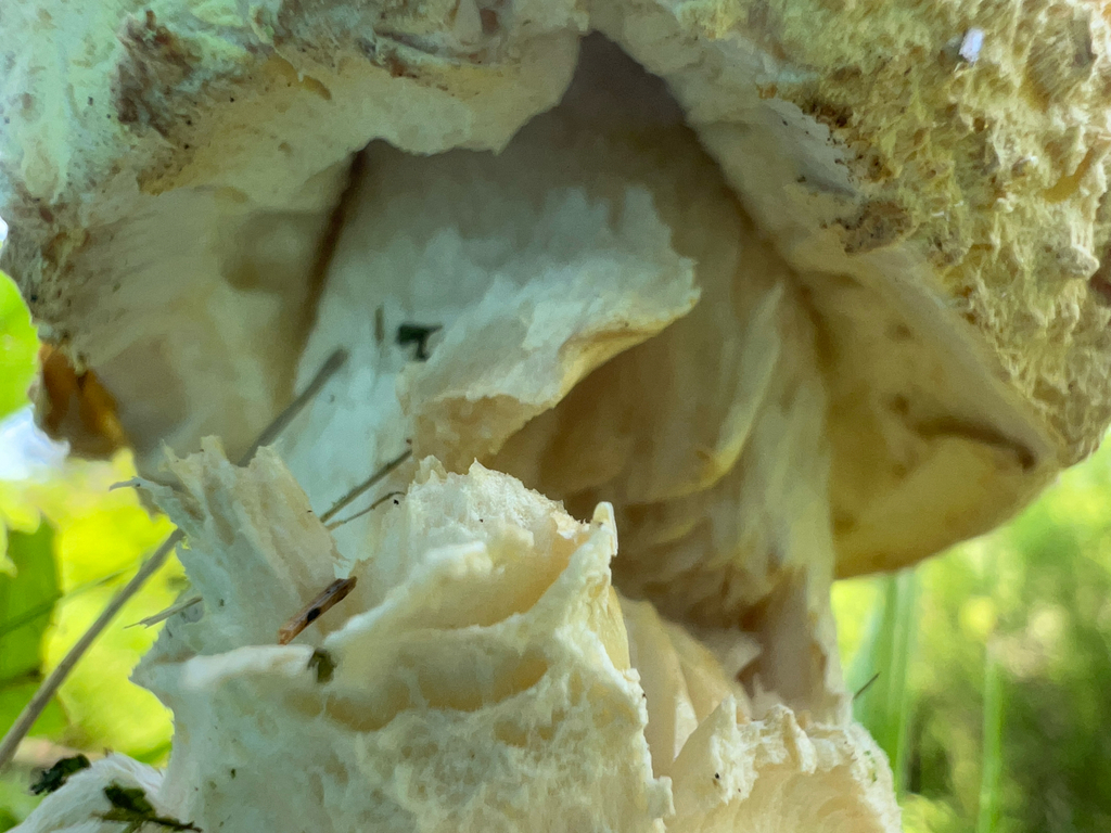 American Yellow Fly Agaric