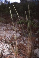 Festuca saximontana