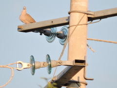 Streptopelia decaocto