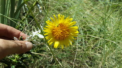 Berkheya carlinopsis