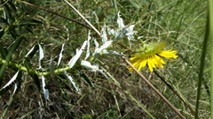 Berkheya carlinopsis