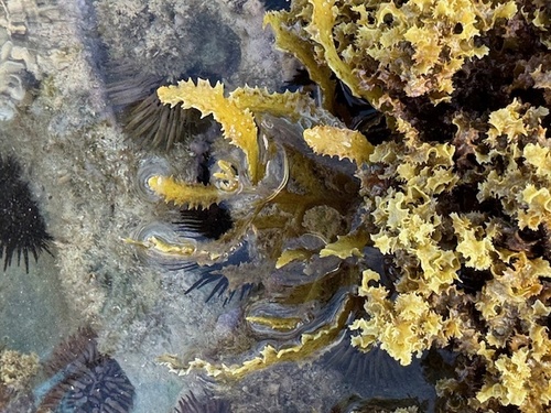 Sargassum echinocarpum observed 2025-05-25