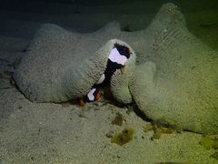 Amphiprion polymnus