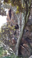 Englerophytum magalismontanum